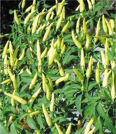 Hybrid F1 White Hot Pepper Seeds for Planting-Korean White Rice Pepper No. 2