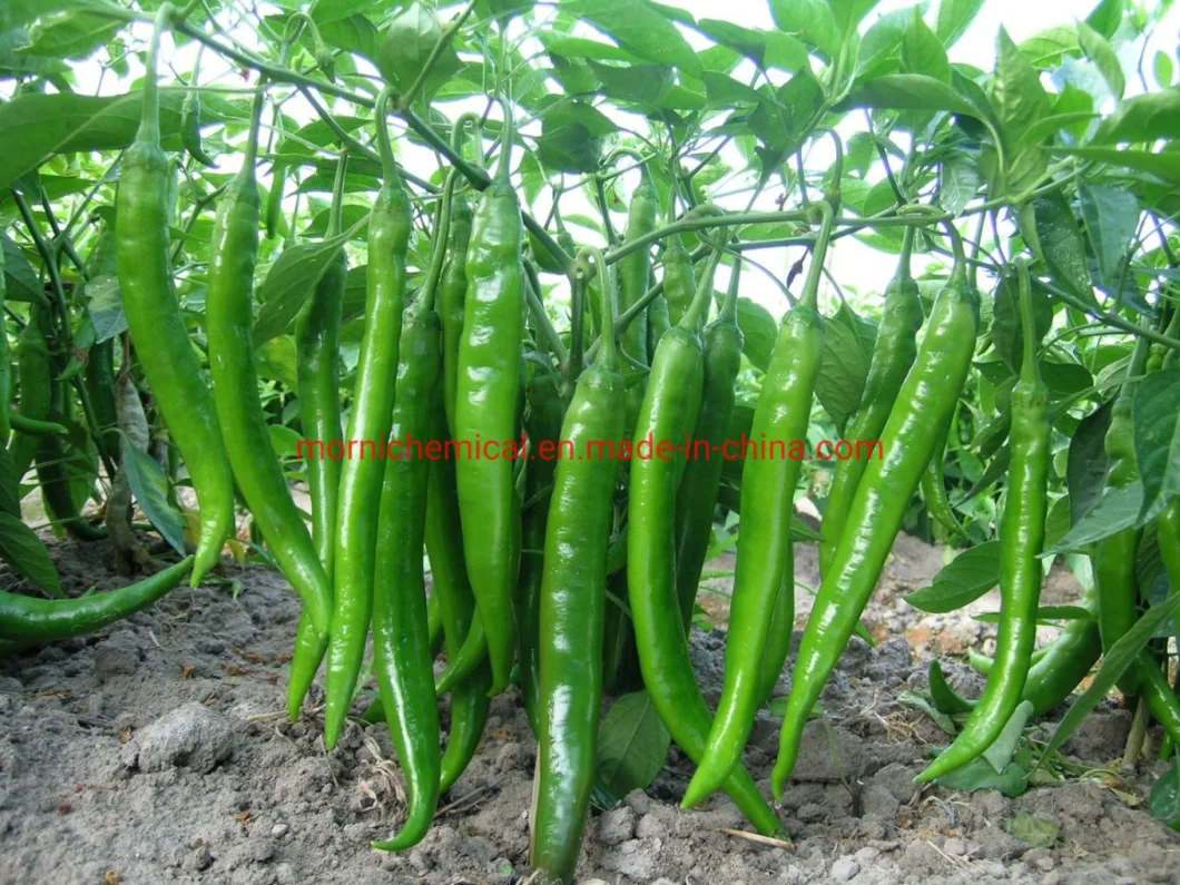 Hybrid F1 Resistance to Cold and Low Light Think Fresh Pepper Seeds