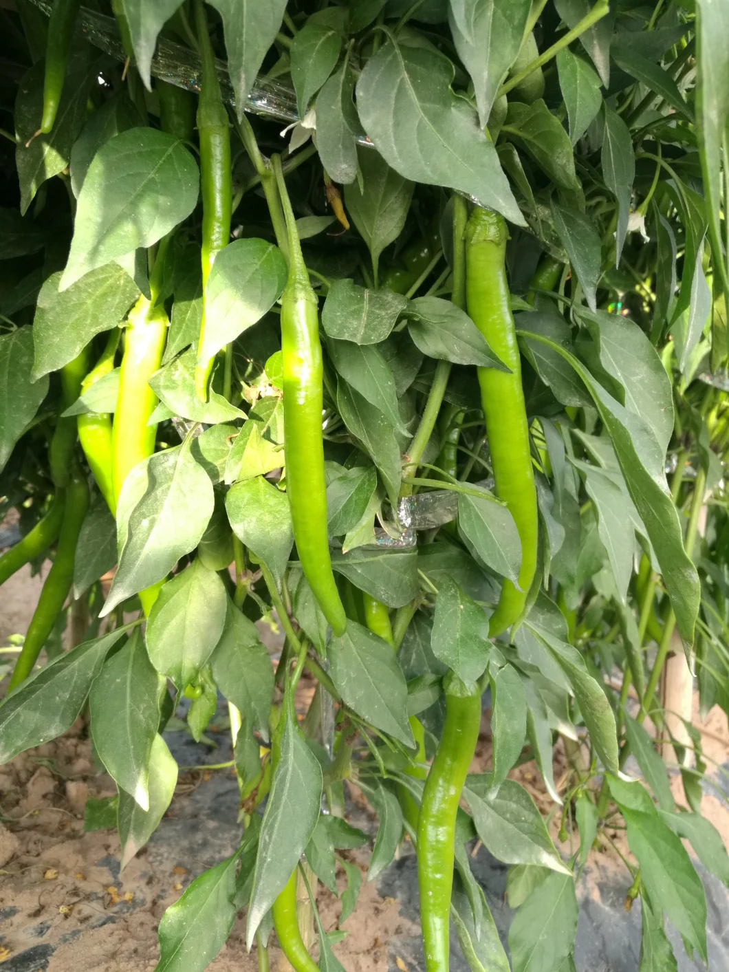 HD Capsicum Yellow-Green Color Long Chili Pepper Seeds