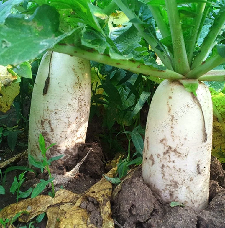 for Planting High Quality Tasty Cold-Resistant White Radish Seeds