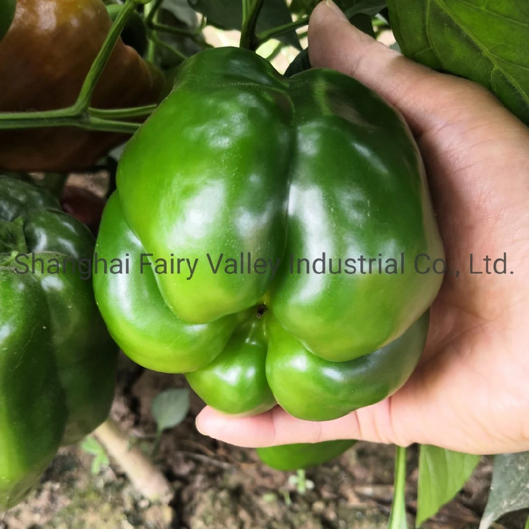 Grow Best High Yield Hybrid F1 Green Sweet Pepper Seeds Bell Pepper Seeds for Growing-Spring Dawn