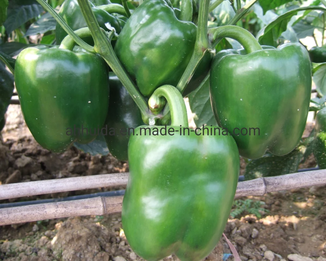 HD Capsicum Dark Green Thick Flesh Sweet Pepper Seeds