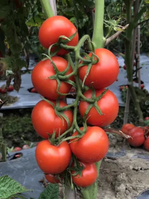 Semences potagères Résistance de la tomate aux maladies Ty1, Ty3a pour la plantation
