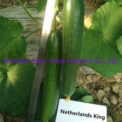 Graines de concombre F1 hybrides chinois à haute densité pour cultiver 30-35cm de longueur Pays-Bas King