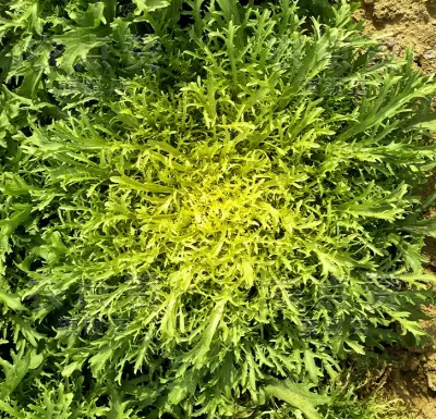 Salade de laitue aux graines de chrysanthème amère Graines de légumes froides