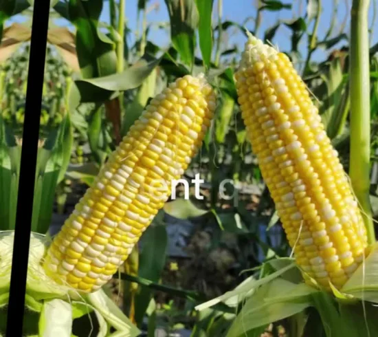 Graines de maïs blanc pourpre de riz gluant doux de couleur hybride