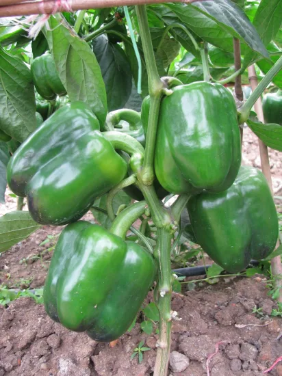 Graines de piment doux à chair épaisse vert foncé HD Capsicum