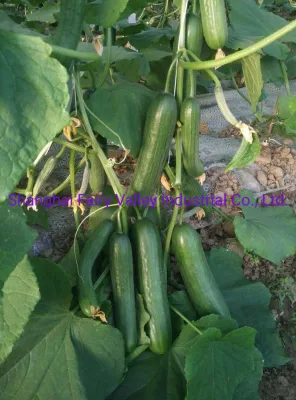 Les graines de concombre de fruits hybrides résistantes à la chaleur peuvent être cultivées en été - Hot King No. 2