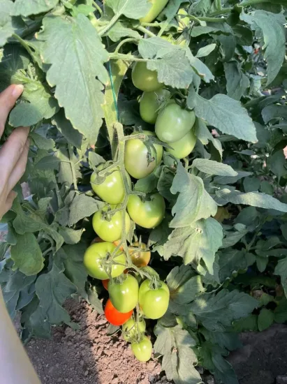Grandes graines de tomates hybrides déterminées ovales pour l'ensemencement