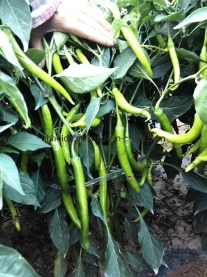 Graines de piment long de couleur jaune-vert HD Capsicum