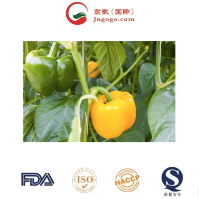 Grossiste piment naturel frais de haute qualité Assaisonnement Graines de piment Usine directe