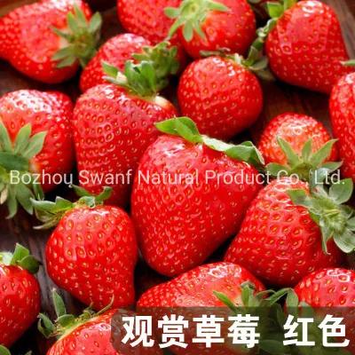 200PCS / Bag Hybrid F1 Red Strawberry Seeds pour l'ensemencement