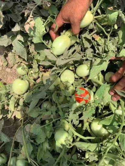 Df12 grande taille ovale déterminer les graines de tomates hybrides graines de légumes pour la vente à chaud