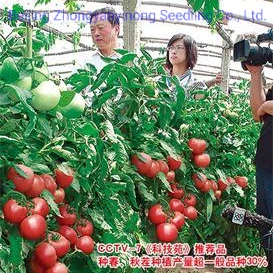 Graines de légumes hybrides F1 de couleur rose maison verte indéterminée Graines de tomates pour la plantation