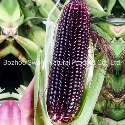 200g Hybrid F1 Black Corn Seeds Dark Purple Sweet-Waxy Maïs Seeds à vendre
