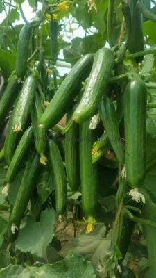 HD Cucumis Green Beauty Graines de concombre longues pour semis