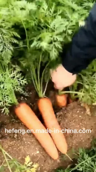 Graines de carottes lisses chinoises de bonne qualité