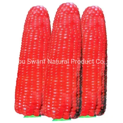 50 g/paquet de graines de maïs rouges comestibles hybrides F1 pour la plantation de fruits