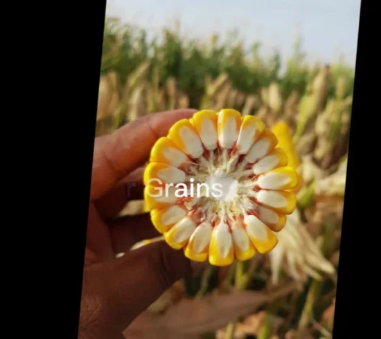 Maïs pour Grains à Haut Rendement avec Semences de Tolérance à la Chaleur