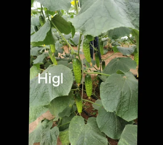 Graines de concombre de fruits de jaspe hybrides à maturité précoce