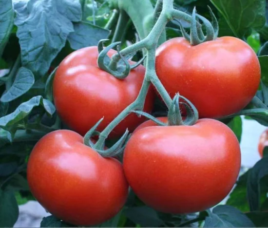Graines de légumes hybrides indéterminées de haute qualité Solanum Lycopersicum