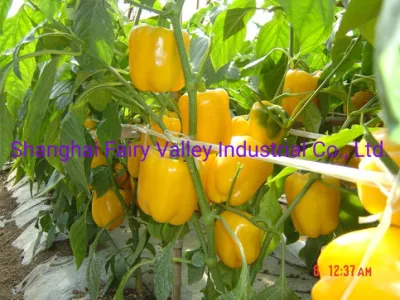 Graines de poivrons jaunes hybrides F1 à haut rendement Graines de poivrons pour la plantation-La reine