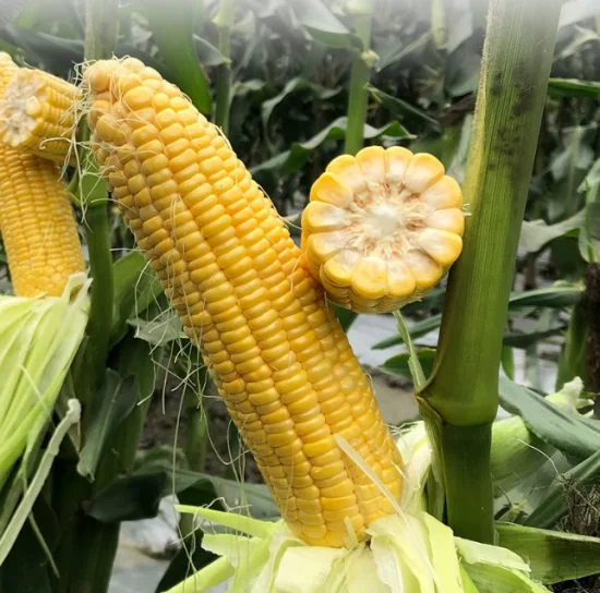 Graines de maïs jaune cireux de riz gluant doux pour la plantation