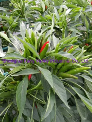 Hybride F1 Red Cluster Pepper Chili Seeds Graines de légumes pour Growing-Sky King Star No. 2