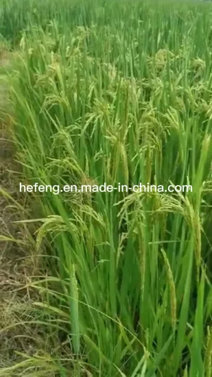 Paddy/ semences de riz pour la plantation à haut rendement