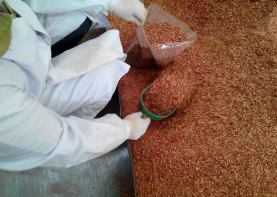 Graines de piment rouge Graines de piment bio 100 % naturelles Graines de piment séchées